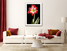 Load image into Gallery viewer, Amaryllis - Study 2