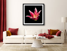Load image into Gallery viewer, Lilium - Study 5