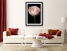 Load image into Gallery viewer, Persian Buttercup - Study 1
