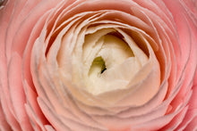 Load image into Gallery viewer, Persian Buttercup - Study 2