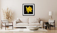 Load image into Gallery viewer, Daffodil - Study 3