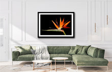 Load image into Gallery viewer, Bird of Paradise - Study 1