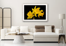 Load image into Gallery viewer, Daffodil - Study 1