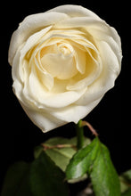 Load image into Gallery viewer, White Rose