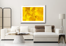 Load image into Gallery viewer, Daffodil - Study 2