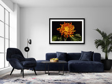 Load image into Gallery viewer, Chrysanthemum - Study 3