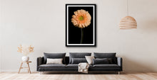 Load image into Gallery viewer, Barberton Daisy - Study 1