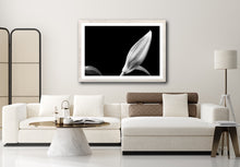 Load image into Gallery viewer, Budding Lilium - Study 1