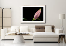 Load image into Gallery viewer, Budding Lilium - Study 2