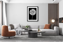 Load image into Gallery viewer, Barberton Daisy - Study 2