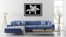 Load image into Gallery viewer, Lilium - Study 1