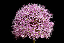 Load image into Gallery viewer, Allium - Study 1