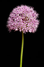 Load image into Gallery viewer, Allium - Study 2