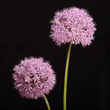 Load image into Gallery viewer, Allium - Study 3