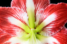 Load image into Gallery viewer, Amaryllis - Study 1