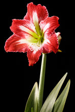 Load image into Gallery viewer, Amaryllis - Study 2