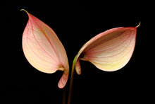 Load image into Gallery viewer, Anthurium - Study 2