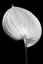 Load image into Gallery viewer, Anthurium - Study 5