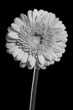 Load image into Gallery viewer, Barberton Daisy - Study 2