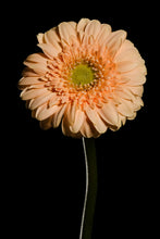 Load image into Gallery viewer, Barberton Daisy - Study 1