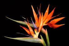 Load image into Gallery viewer, Bird of Paradise - Study 3