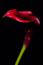 Load image into Gallery viewer, Calla Lily - Study 3