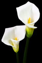 Load image into Gallery viewer, Calla Lily - Study 6