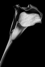 Load image into Gallery viewer, Calla Lily - Study 2