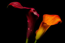 Load image into Gallery viewer, Calla Lily - Study 1