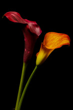 Load image into Gallery viewer, Calla Lily - Study 5