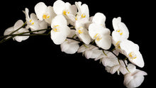 Load image into Gallery viewer, Cascade Orchid - Study 2