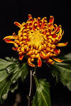 Load image into Gallery viewer, Chrysanthemum - Study 2