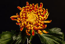 Load image into Gallery viewer, Chrysanthemum - Study 3