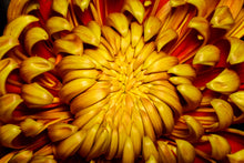 Load image into Gallery viewer, Chrysanthemum - Study 4