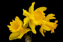 Load image into Gallery viewer, Daffodil - Study 1