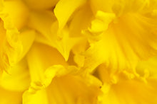 Load image into Gallery viewer, Daffodil - Study 2