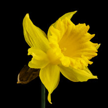 Load image into Gallery viewer, Daffodil - Study 3