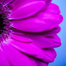 Load image into Gallery viewer, Gerbera - Study 2
