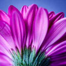 Load image into Gallery viewer, Gerbera - Study 3