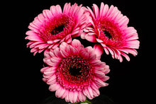 Load image into Gallery viewer, Gerbera - Study 4