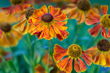 Load image into Gallery viewer, Helenium