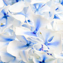 Load image into Gallery viewer, Hydrangea - Study 1