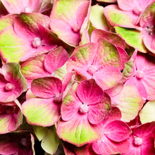 Load image into Gallery viewer, Hydrangea - Study 3