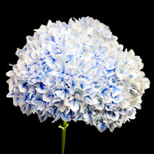 Load image into Gallery viewer, Hydrangea - Study 4