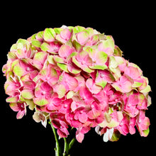 Load image into Gallery viewer, Hydrangea - Study 5