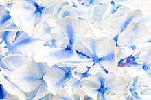 Load image into Gallery viewer, Hydrangea - Study 7