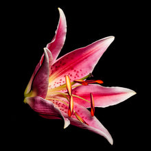 Load image into Gallery viewer, Lilium - Study 7