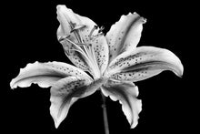 Load image into Gallery viewer, Lilium - Study 1
