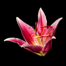 Load image into Gallery viewer, Lilium - Study 5