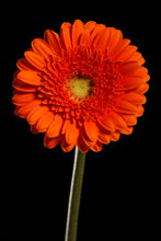 Load image into Gallery viewer, Orange Gerbera - Study 1